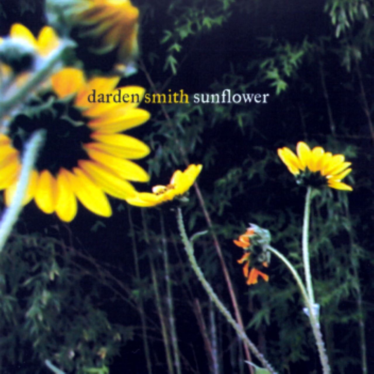 Darden Smith - Sunflower cover album