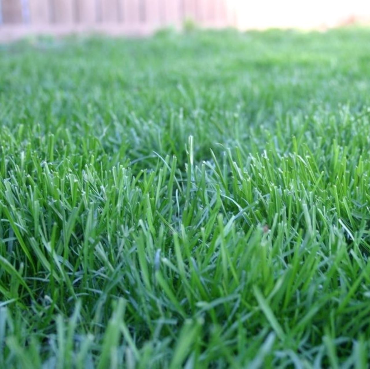 Jamgrass - La Nuova Frontiera dell'Erba Blu articolo